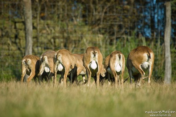 Mufflon, Ovis orientalis, Bovidae, Hinterteile, grasende Herde, Wildpark Neuhaus, Neuhaus, Deutschland