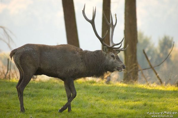 Rothirsch, Cervus elaphus, Cervidae, brünftiges Männchen, Wildpark Neuhaus, Neuhaus, Deutschland