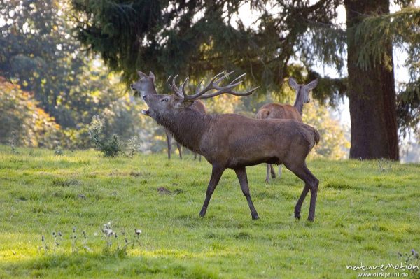 Rothirsch, Cervus elaphus, Cervidae, röhrend, brünftiges Männchen, Wildpark Neuhaus, Neuhaus, Deutschland