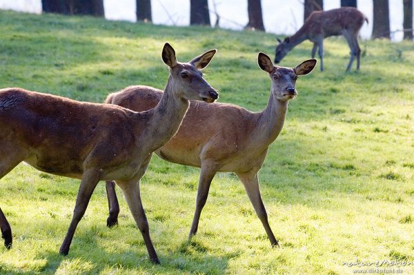 Rothirsch, Cervus elaphus, Cervidae, Weibchen, Wildpark Neuhaus, Neuhaus, Deutschland