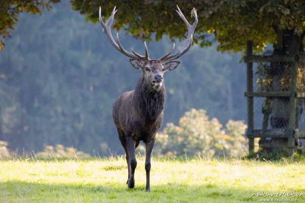 Rothirsch, Cervus elaphus, Cervidae, brünftiges Männchen, Wildpark Neuhaus, Neuhaus, Deutschland