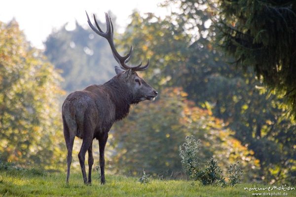 Rothirsch, Cervus elaphus, Cervidae, brünftiges Männchen, Wildpark Neuhaus, Neuhaus, Deutschland