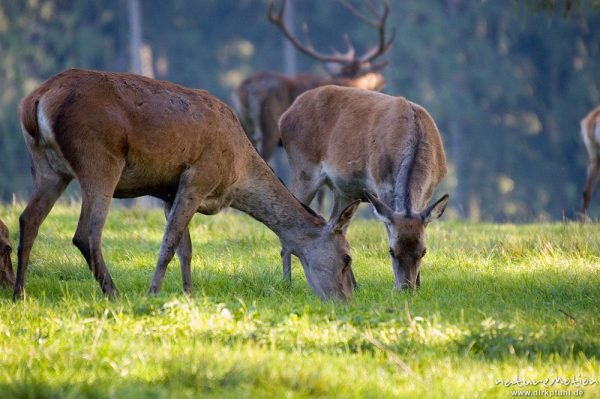 Rothirsch, Cervus elaphus, Cervidae, Weibchen, grasend, Wildpark Neuhaus, Neuhaus, Deutschland