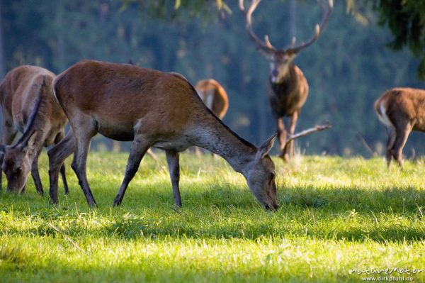 Rothirsch, Cervus elaphus, Cervidae, Weibchen, grasend, Wildpark Neuhaus, Neuhaus, Deutschland