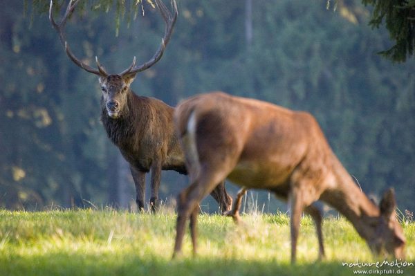 Rothirsch, Cervus elaphus, Cervidae, brünftiges Männchen, Wildpark Neuhaus, Neuhaus, Deutschland