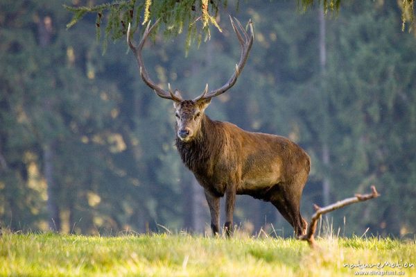 Rothirsch, Cervus elaphus, Cervidae, brünftiges Männchen, Wildpark Neuhaus, Neuhaus, Deutschland