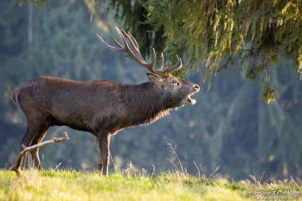 Rothirsch, Cervus elaphus, Cervidae, röhrend, brünftiges Männchen, Wildpark Neuhaus, Neuhaus, Deutschland