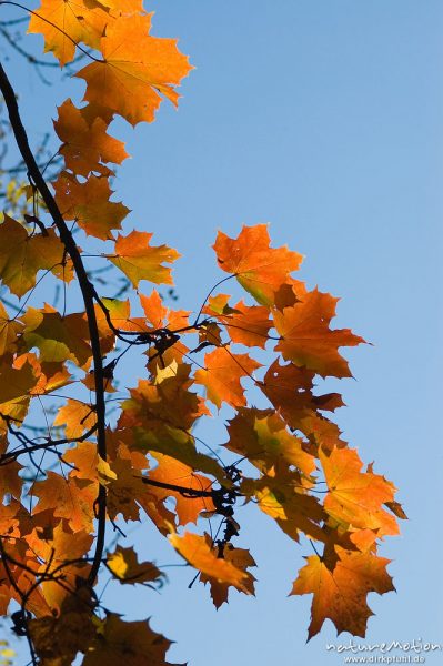 Spitz-Ahorn, Acer platanoides, Aceraceae, Laub in Herbstfärbung, Göttingen, Deutschland
