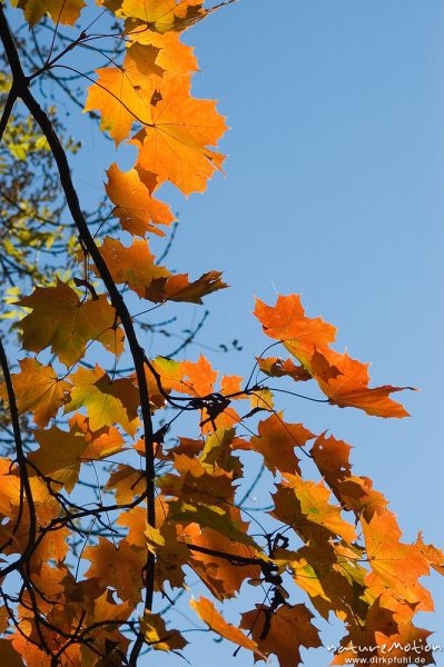 Spitz-Ahorn, Acer platanoides, Aceraceae, Laub in Herbstfärbung, Göttingen, Deutschland