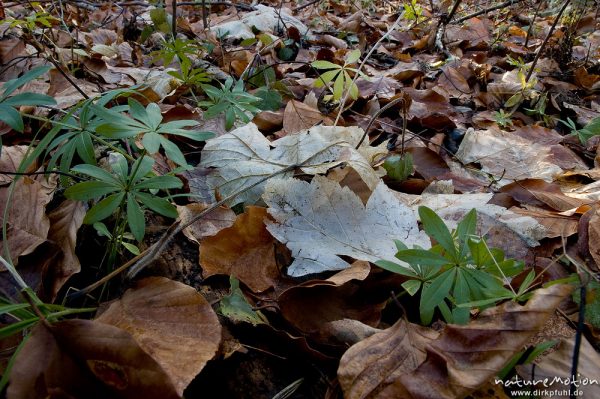 Ahorn-Laub auf Waldboden inmitten von Waldmeister, Blätter bis auf Xylem-Gefäße abgebaut, Humusbildung, Göttingen, Deutschland