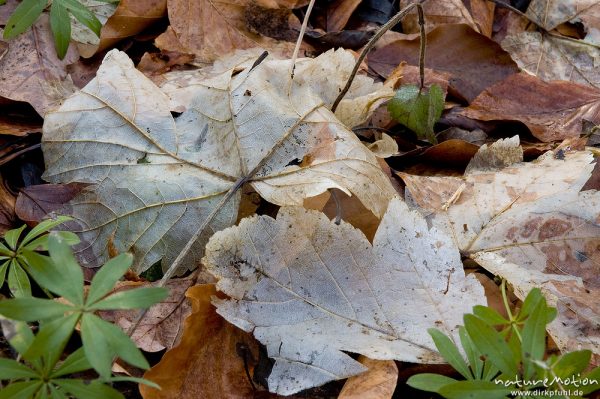 Ahorn-Laub auf Waldboden inmitten von Waldmeister, Blätter bis auf Xylem-Gefäße abgebaut, Humusbildung, ,