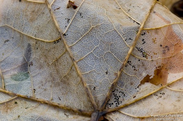 Ahorn-Laub auf Waldboden inmitten von Waldmeister, Blätter bis auf Xylem-Gefäße abgebaut, Humusbildung, ,