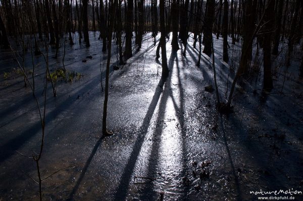zugefrorener Erlenbruch, Schattenwurf der Baumstämme, Herberhäuser Stieg, Göttingen, Deutschland