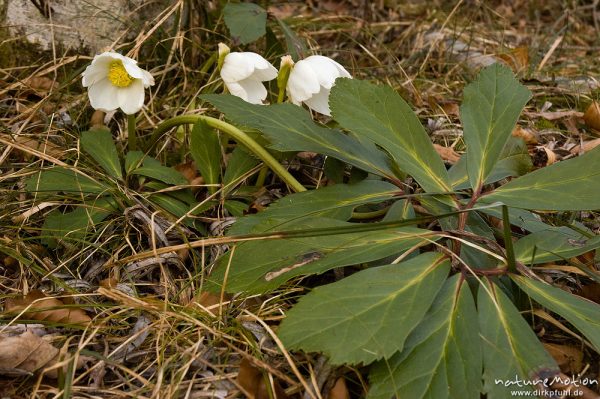 Schneerose, Christrose, Helleborus niger, Hahnenfußgewächse (Ranunculaceae), Blüten und Laubblätter am Waldboden, Königssee, Deutschland