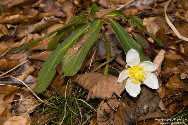 Schneerose, Christrose, Helleborus niger, Hahnenfußgewächse (Ranunculaceae), Blüten und Laubblätter am Waldboden, Königssee, Deutschland