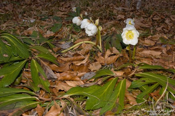 Schneerose, Christrose, Helleborus niger, Hahnenfußgewächse (Ranunculaceae), Blüten und Laubblätter am Waldboden, Königssee, Deutschland