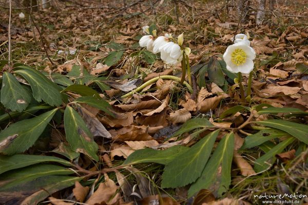 Schneerose, Christrose, Helleborus niger, Hahnenfußgewächse (Ranunculaceae), Blüten und Laubblätter am Waldboden, Königssee, Deutschland