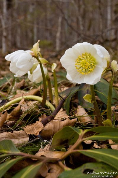 Schneerose, Christrose, Helleborus niger, Hahnenfußgewächse (Ranunculaceae), Blüten und Laubblätter am Waldboden, Königssee, Deutschland