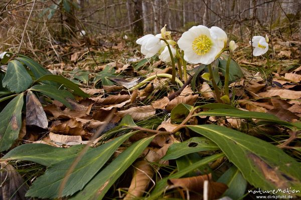 Schneerose, Christrose, Helleborus niger, Hahnenfußgewächse (Ranunculaceae), Blüten und Laubblätter am Waldboden, Königssee, Deutschland