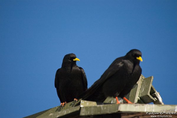 Alpendole, Pyrrhocorax graculus, Corvidae, zwei Tiere auf Hüttendach, Jänner, Schönau am Königssee, Deutschland