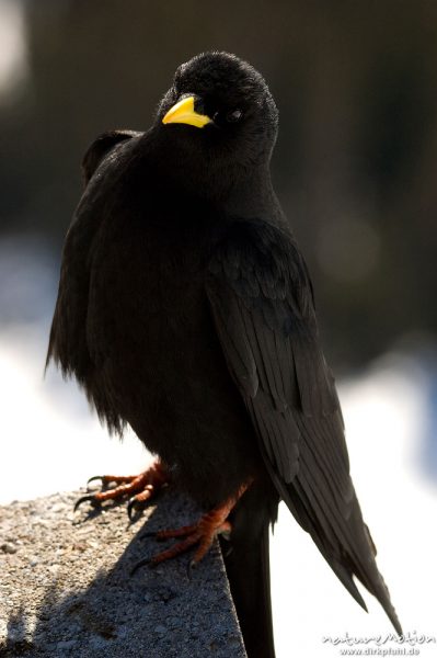 Alpendole, Pyrrhocorax graculus, Corvidae, Tiere auf Felsen, Jänner, Schönau am Königssee, Deutschland