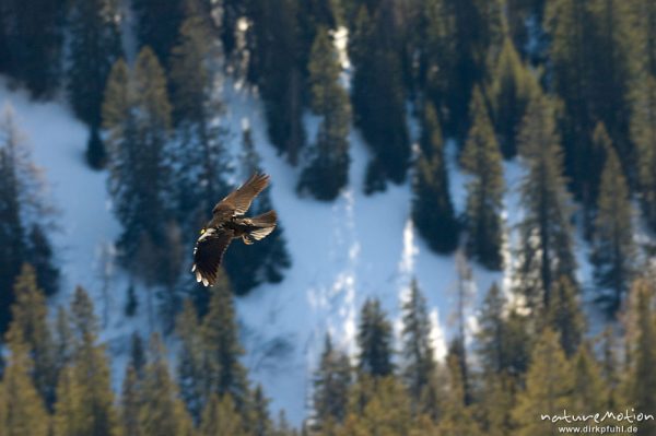 Alpendole, Pyrrhocorax graculus, Corvidae, Tiere im Flug, Jänner, Schönau am Königssee, Deutschland