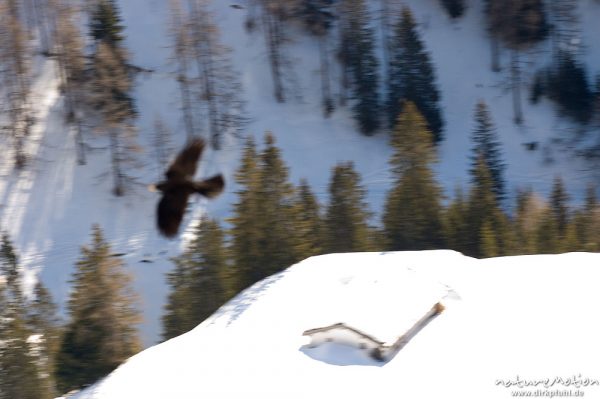 Alpendole, Pyrrhocorax graculus, Corvidae, Tiere im Flug, unscharf, Jänner, Schönau am Königssee, Deutschland