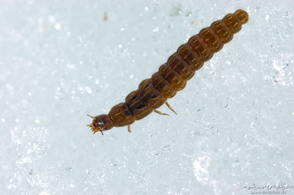 Schneewurm, Soldatenkäfer, Weichkäfer (spec.), , Weichkäfer (Cantharidae), Larve auf Schnee, Jenner Mittelstation, Schönau am Königssee, Deutschland