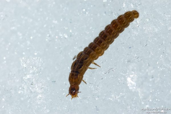 Schneewurm, Soldatenkäfer, Weichkäfer (spec.), , Weichkäfer (Cantharidae), Larve auf Schnee, Jenner Mittelstation, Schönau am Königssee, Deutschland