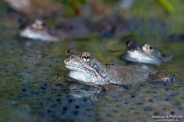 Grasfrosch, Rana temporaria, Ranidae, Tiere inmitten von Laichballen, Erlenbruch Herberhäuser Stieg, Göttingen, Deutschland