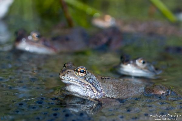 Grasfrosch, Rana temporaria, Ranidae, Tiere inmitten von Laichballen, Erlenbruch Herberhäuser Stieg, Göttingen, Deutschland