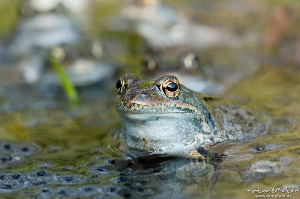 Grasfrosch, Rana temporaria, Ranidae, Tiere inmitten von Laichballen, Erlenbruch Herberhäuser Stieg, Göttingen, Deutschland