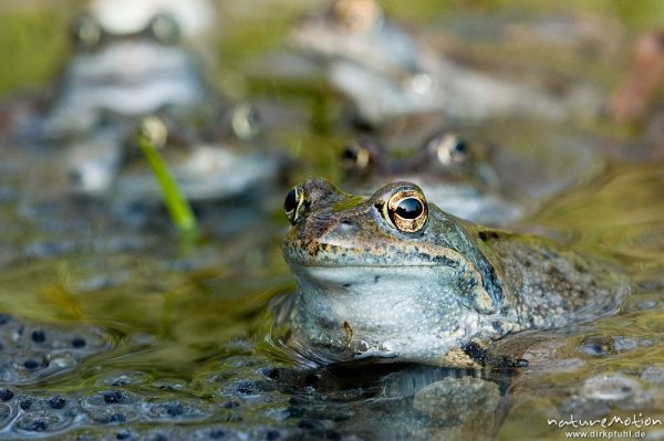 Grasfrosch, Rana temporaria, Ranidae, Tiere inmitten von Laichballen, Erlenbruch Herberhäuser Stieg, Göttingen, Deutschland