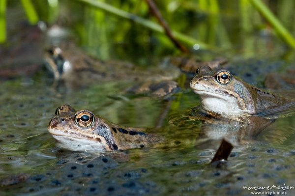 Grasfrosch, Rana temporaria, Ranidae, Tiere inmitten von Laichballen, Erlenbruch Herberhäuser Stieg, Kombination aus zwei Bildern mit unterschiedlicher Schärfeebene, Göttingen, Deutschland