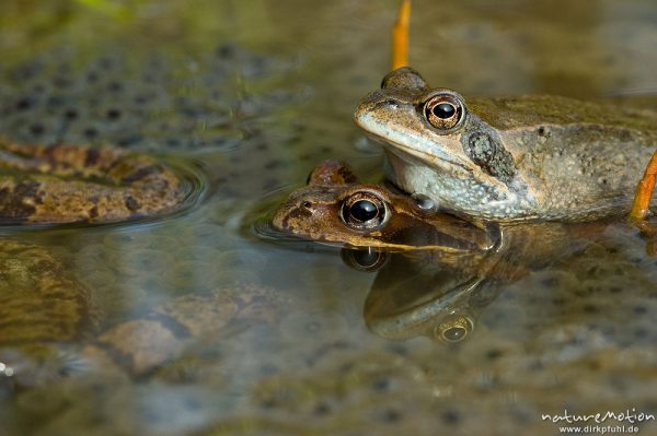 Grasfrosch, Rana temporaria, Ranidae, Pärchen, Erlenbruch Herberhäuser Stieg, Göttingen, Deutschland