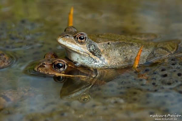 Grasfrosch, Rana temporaria, Ranidae, Pärchen, Erlenbruch Herberhäuser Stieg, Göttingen, Deutschland