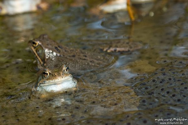 Grasfrosch, Rana temporaria, Ranidae, Tier inmitten von Laichballen, Erlenbruch Herberhäuser Stieg, Göttingen, Deutschland