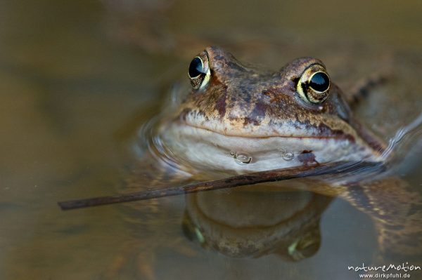 Grasfrosch, Rana temporaria, Ranidae, Männchen, Portrait mit Spiegelung, Erlenbruch Herberhäuser Stieg, Kombination aus zwei Bildern mit unterschiedlicher Schärfeebene, Göttingen, Deutschland