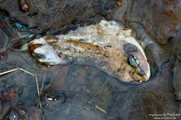 Grasfrosch, Rana temporaria, Ranidae, totes Tier, Überreste der Malzeit eines Räubers, Erlenbruch Herberhäuser Stieg, Göttingen, Deutschland