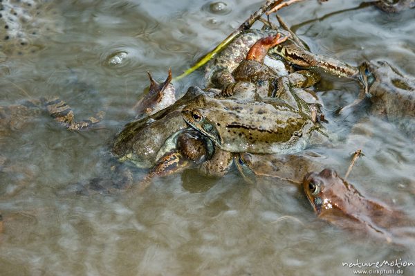 Grasfrosch, Rana temporaria, Ranidae, Männchen, mehrere Männchen versuchen Paarung an totem Tier, Erlenbruch Herberhäuser Stieg, Göttingen, Deutschland