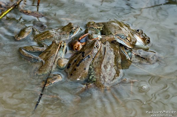 Grasfrosch, Rana temporaria, Ranidae, Männchen, mehrere Männchen versuchen Paarung an totem Tier, Erlenbruch Herberhäuser Stieg, Göttingen, Deutschland