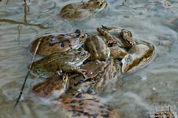 Grasfrosch, Rana temporaria, Ranidae, Männchen, mehrere Männchen versuchen Paarung an totem Tier, Erlenbruch Herberhäuser Stieg, Göttingen, Deutschland