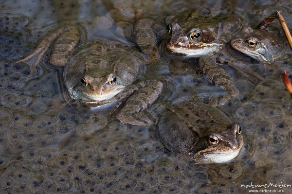 Grasfrosch, Rana temporaria, Ranidae, Tiere inmitten von Laichballen, Erlenbruch Herberhäuser Stieg, Kombination aus zwei Bildern mit unterschiedlicher Schärfeebene, Göttingen, Deutschland