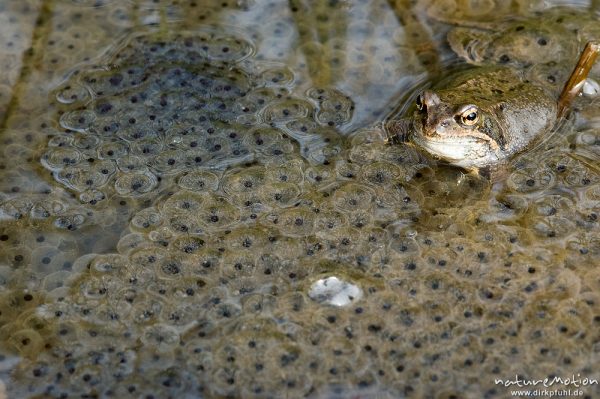 Grasfrosch, Rana temporaria, Ranidae, Tier inmitten von Laichballen, Erlenbruch Herberhäuser Stieg, Göttingen, Deutschland