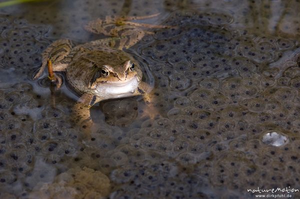 Grasfrosch, Rana temporaria, Ranidae, Tier inmitten von Laichballen, Erlenbruch Herberhäuser Stieg, Göttingen, Deutschland