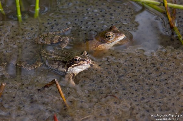 Grasfrosch, Rana temporaria, Ranidae, Tiere inmitten von Laichballen, Erlenbruch Herberhäuser Stieg, Kombination aus zwei Bildern mit unterschiedlicher Schärfeebene, Göttingen, Deutschland