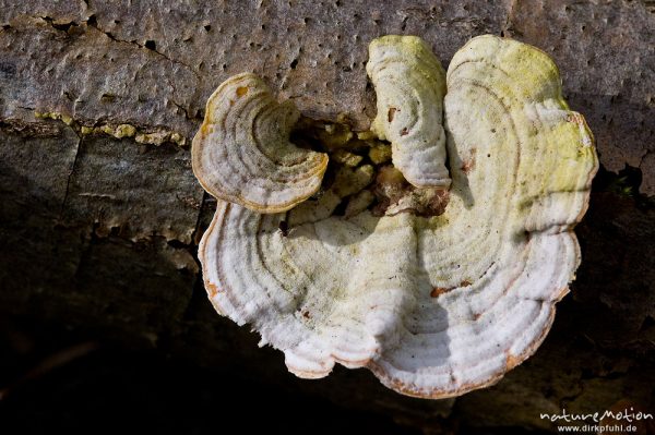 Zunderschwamm, Fomes fomentarius, Fomes fomentarius, Polyporaceae, an Totholz, Sängerfeld, Göttingen, Deutschland