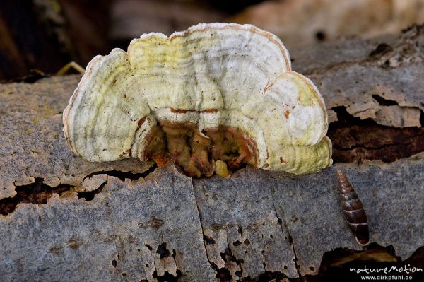 Zunderschwamm, Fomes fomentarius, Fomes fomentarius, Polyporaceae, an Totholz (ebenfalls im Bild: Turmschnecke), Sängerfeld, Göttingen, Deutschland