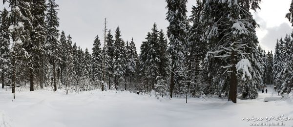 verschneite Fichten, Winterwald am Oderteich, Harz, Deutschland