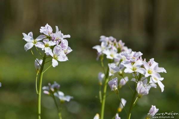 Wiesen-Schaumkraut, Cardamine pratensis, Brassicaceae, Blütenstände, Göttinger Wald, Göttingen, Deutschland